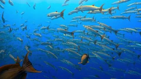 A large school of barracuda fish swimming in a vibrant blue ocean. Stock Footage 301033353