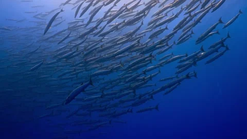 Large school of barracuda fish swimming in formation Stock Footage 340256001