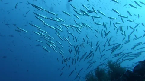 Large school of Barracuda Stock Footage 81113713