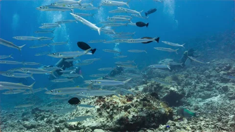 Large school of Barracuda with SCUBA Divers in Palau Stock Footage 341428291