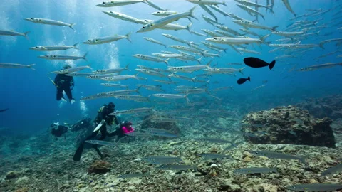 Large school of Barracuda with SCUBA Divers in the Palau Marine Sanctuary. Stock Footage 341429062