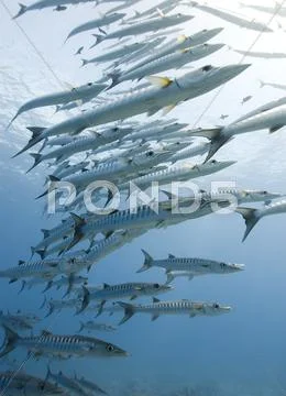 Large school of Barracuda swim towards camera Stock Photos