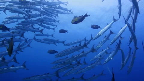 Large School of Barracuda Swims in Blue Ocean Stock Footage 346501443