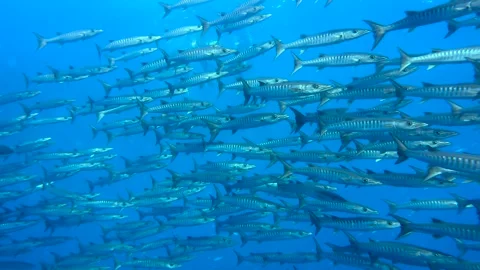 A large school of barracuda swims through clear blue water Stock Footage 344096074