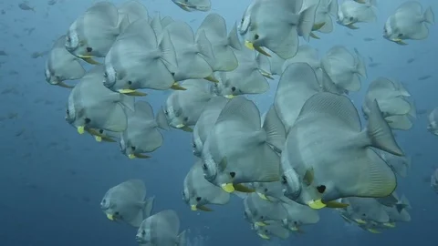 Large school of Bat/ Spade fish Stock Footage 80801380