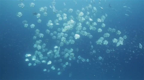Large school of batfish Video stock 58311230