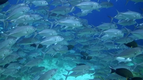 Large school of Big Eyes Jacks or Trevallies (Caranx sexfasciatus)  Video stock 334735856