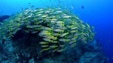 A Large School of Bigeye Snappers Stock Footage 96233384