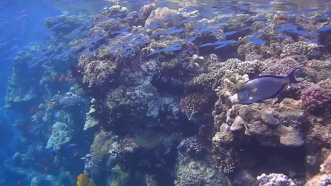 Large school of blue fish at the surface from the sea while diving Stock Footage 150940821
