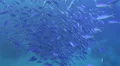 Large school of blue fusilier fish HD Footage