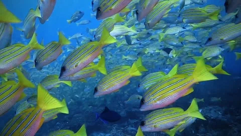 Large School of Blue Striped Snappers Swimming Over Tropical Reef Stock Footage 336454776