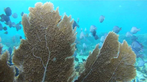 Large School of Blue Tang 動画素材 45154176