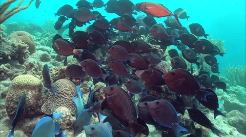 A Large School of Blue Tangs Stock Footage 88176232