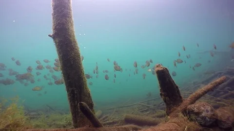 Large school of bluegill around tree stationary Stock Footage 79016761