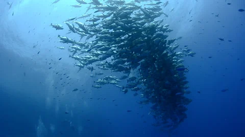 Large school of bohar snapper fish Vidéo 38440397