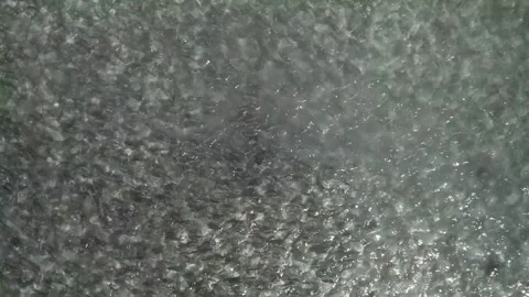 Large school of bonefish moving together underwater in a swirling pattern, Stock Footage 283644277