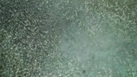 A large school of bonefish swimming in clear water, aerial view Stock Footage 278962235
