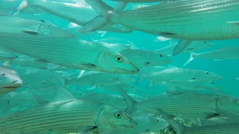 Large school of bonefish swimming underwater near the camera Stock Footage 279158516