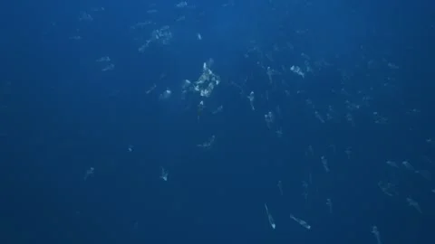 Large school of Bumphead, Humphead Parrotfish spawning in Palau 스톡 동영상 274263229