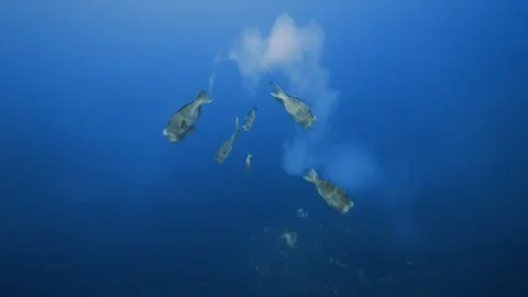 Large school of Bumphead, Humphead Parrotfish spawning- Palau 스톡 동영상 274263282