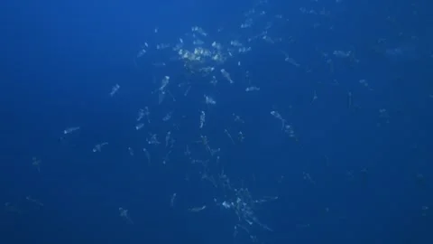 Large school of Bumphead, Humphead Parrotfish spawning 스톡 동영상 274263496