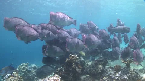 A large school of Bumphead Parrotfish (Part 13) Stock Footage 10583814