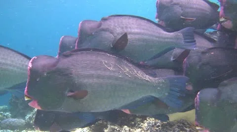 A large school of Bumphead Parrotfish (Part 10) Stock Footage 10583932