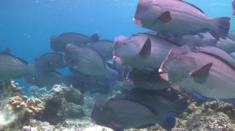 A large school of Bumphead Parrotfish (Part 11) Stock Footage 10583951