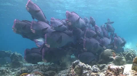 A large school of Bumphead Parrotfish (Part 8) Stock Footage 10583973