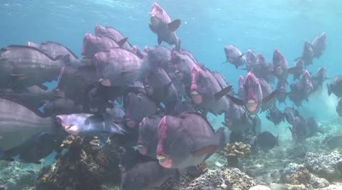 A large school of Bumphead Parrotfish (Part 12) Stock Footage 10583974