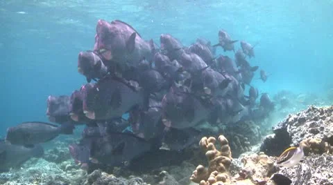 A large school of Bumphead Parrotfish (Part 6) Stock Footage 10583975