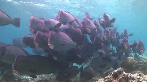 A large school of Bumphead Parrotfish (Part 9) Video stock 10583983
