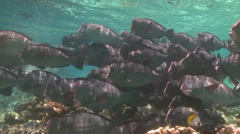 A large school of Bumphead Parrotfish (Part 7) Stock Footage 10585350