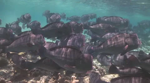 A large school of Bumphead Parrotfish (Part 4) Stock Footage 10585356