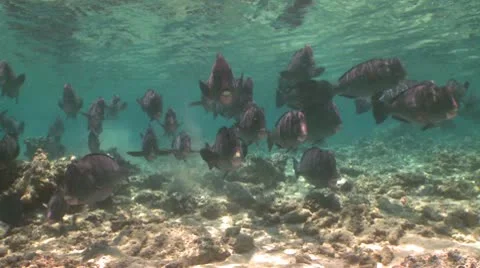 A large school of Bumphead Parrotfish (Part 3) Stock Footage 10585366
