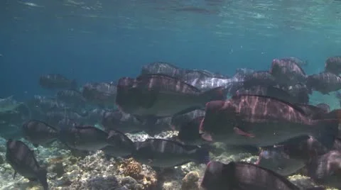 A large school of Bumphead Parrotfish (Part 1) Stock Footage 10585384