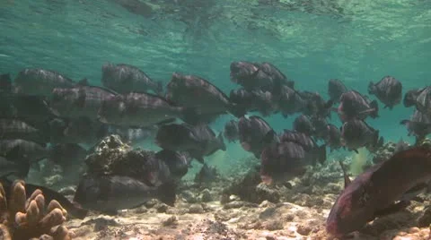 A large school of Bumphead Parrotfish (Part 5) Stock Footage 10585385