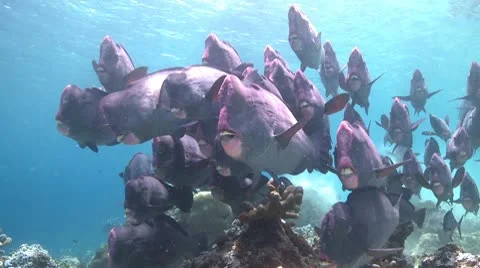 A large school of Bumphead Parrotfish (Part 14) Stock Footage 10585395