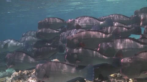 A large school of Bumphead Parrotfish (Part 2) Stock Footage 10585400