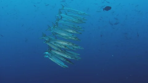 Large School of Chevron Barracuda fish Stock Footage 96185236
