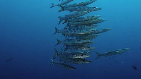 Large School of Chevron Barracuda fish Stock Footage 96330856