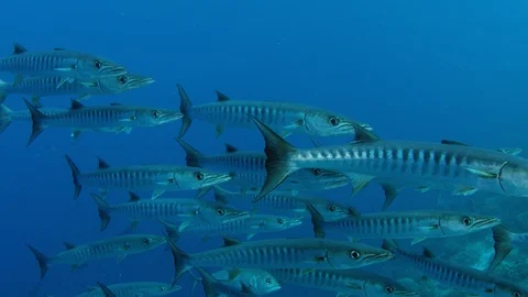 Large School of Chevron Barracuda fish Stock Footage 97481885