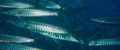 Large School of Chevron Barracuda fish or or Sawtooth Barracuda (Sphyraena putna 動画素材 99657893