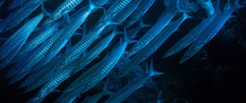 Large School of Chevron Barracuda or Sawtooth Barracuda Stock Footage 99697553