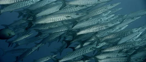 Large School of Chevron Barracuda or Sawtooth Barracuda Stock Footage 145469000