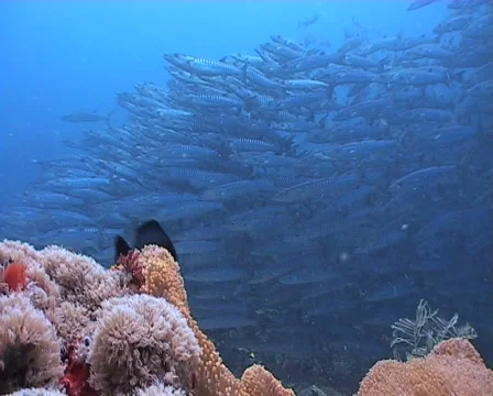 Large School of Chevron Barracudas close to a reef Stock Footage 1091062