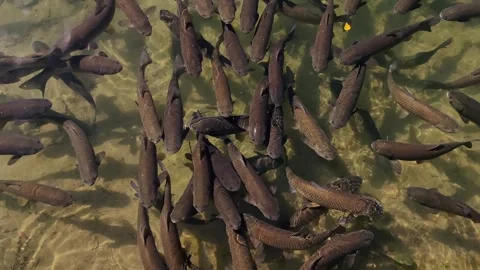 Large school dark carp fish swimming in clear water. Vidéo 334860404