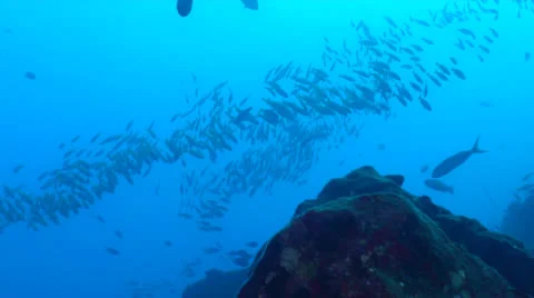 Large School of Fish Above Rocky Reef Stock Footage 25202697