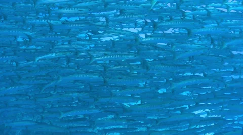 Large school of fish, barracuda - Sipadan, Borneo Stock Footage 31752226