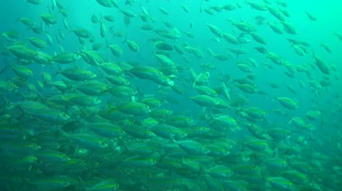 Large school of fish dart across screen Stock Footage 33111827